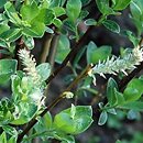Salix Ã—laurina (wierzba wawrzynowata)