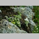 znalezisko 20100720.3.kc - Saxifraga bryoides (skalnica mchowata); Polski Grzebień, Tatry Słowackie