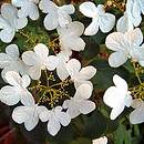 Viburnum plicatum (kalina japoÅ„ska)
