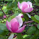 Magnoliales (magnoliowce)