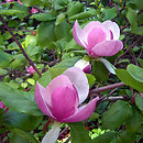 Magnolia (magnolia)