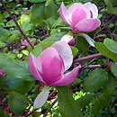 Magnolia Ã—soulangiana (magnolia Soulange'a)