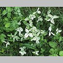 znalezisko 20210518.2.kkcz - Trifolium pratense (koniczyna łąkowa); woj. łódzkie, pow. sieradzki, Sieradz
