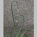 znalezisko 20200614.6.konrad_kaczmarek - Allium nutans (czosnek krętolistny); woj. łódzkie, pow. sieradzki, Sieradz