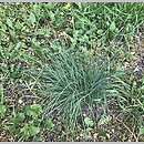 znalezisko 20190428.3.konrad_kaczmarek - Allium vineale (czosnek winnicowy); woj. łódzkie, pow. sieradzki, Sieradz