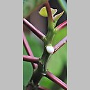 znalezisko 20200618.1.konrad_kaczmarek - Euphorbia pulcherrima (wilczomlecz piękny); woj. łódzkie, pow. sieradzki, Sieradz