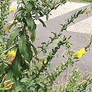 Oenothera ×drawertii