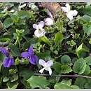 znalezisko 00010000.143.konrad_kaczmarek - Viola odorata f. pallida (fiołek wonny forma bladokwiatowa)