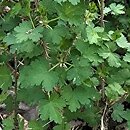 Ribes uva-crispa ssp. uva-crispa (porzeczka agrest typowa)