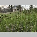 znalezisko 20210429.3.kkcz - Carex praecox (turzyca wczesna); woj. łódzkie, pow. sieradzki, Sieradz