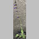 Horminum pyrenaicum (horminum pirenejskie)