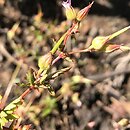 Geranium purpureum (bodziszek purpurowy)