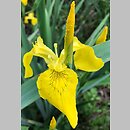 znalezisko 00010000.196.konrad_kaczmarek - Iris pseudacorus (kosaciec żółty)
