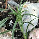 Edraianthus tenuifolius (dzwonczyn wąskolistny)