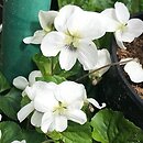 Viola sororia Albiflora