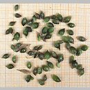znalezisko 00010000.176.konrad_kaczmarek - Allium oleraceum (czosnek zielonawy)