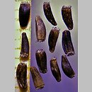 znalezisko 20211213.7.kkcz - Cichorium intybus ssp. intibus (cykoria podróżnik typowa); woj. łódzkie, pow. sieradzki, Sieradz