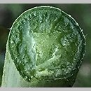 znalezisko 20190602.2.konrad_kaczmarek - Allium porrum (czosnek por); woj. łódzkie, pow. sieradzki, Sieradz