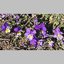 znalezisko 20200420.1.konrad_kaczmarek - Viola tricolor (fiołek trójbarwny); woj. łódzkie, pow. sieradzki, Sieradz
