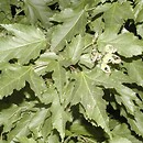 Acer ginnala (klon ginnala)