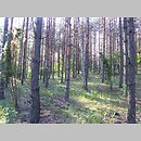 znalezisko 20180612.1.krtorz - Arenaria graminifolia (piaskowiec trawiasty); Kampinowski Park Narodowy