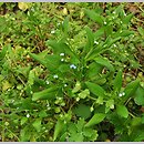 niezapominajka skÄ…pokwiatowa (Myosotis sparsiflora)