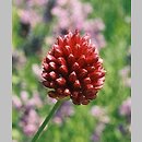 znalezisko 20080600.40.lk - Allium sphaerocephalon (czosnek główkowaty); Dąbrowa Górnicza