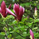 Magnolia liliflora (magnolia purpurowa)