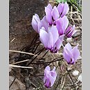 znalezisko 20160920.1.mlc - Cyclamen hederifolium (cyklamen bluszczolistny); Mykeny, Peloponez, Grecja