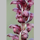 Orchis coriophora (storczyk cuchnÄ…cy)