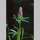 Trifolium rubens (koniczyna długokłosowa)