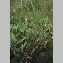 miodokwiat krzyÅ¼owy (Herminium monorchis)