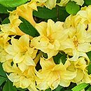 Rhododendron Narcissiflora