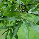 Quercus phellos (dąb wierzbolistny)