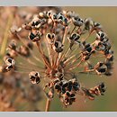 znalezisko 20160619.1.mzch - Allium angulosum (czosnek kątowaty); okolice Góry Kalwarii