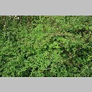 znalezisko 20160718.1.mzch - Geranium sibiricum ssp. sibiricum (bodziszek syberyjski); okolice Osowca Twierdzy
