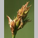 znalezisko 20140519.1.mzch - Carex chordorrhiza (turzyca strunowa); okolice Parczewa
