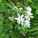 Exochorda racemosa ssp. racemosa (obiela wielkokwiatowa)
