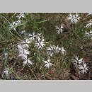 znalezisko 20060702.2.pb - Dianthus arenarius (goździk piaskowy); bór sosnowy; obrzeża Biebrzańskiego Parku Narodowego