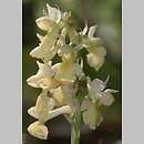 Orchis pallens (storczyk blady)