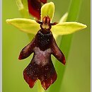 dwulistnik (Ophrys)