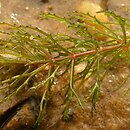 Ceratophyllum demersum (rogatek sztywny)