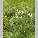 Arenaria graminifolia (piaskowiec trawiasty)