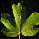 Acer campestre ssp. leiocarpum