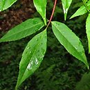 Acer mandshuricum (klon mandÅ¼urski)