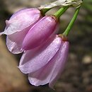 czosnek narcyzowy (Allium narcissiflorum)