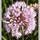 Allium pyrenaicum