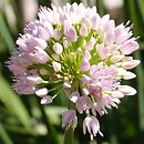 czosnek Thunberga (Allium thunbergii)