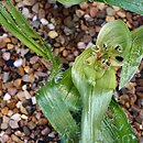 Colchicum villosum