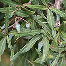 Berberis gagnepainii (berberys Gagnepaina)